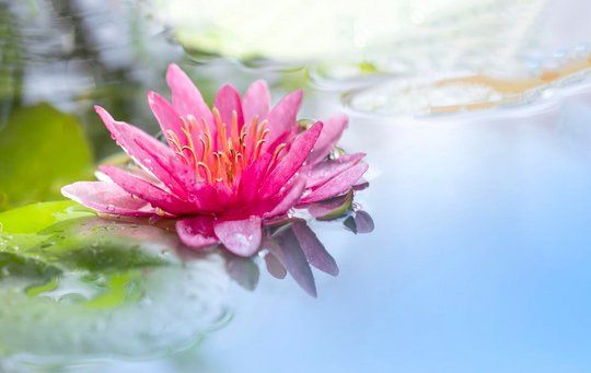 lotus blume im wasser